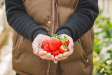 【체험】속초 응골딸기마을 딸기농장체험 - KKday 【체험】속초 응골딸기마을 딸기농장체험