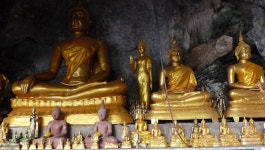 태국의 마지막 저지대 우림의 경이로움 - KKday 태국의 마지막 저지대 우림의 경이로움