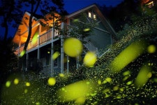 [2023 반딧불 감상] 자이 1일 투어 | 1314 차밭 & 무지개 생태마을 | 타이중 출발 - KKday [2023 반딧불 감상] 자이 1일 투어 | 1314 차밭... 