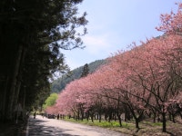 Taichung City, Nantou County, Hualien County｜[Hehuanshan Songxue Tower, Lishan Hotel, Wuling Farm] One-way pick-up and drop-off... 