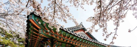 【일일투어】 강원도 경포대 벚꽃축제, 강릉 남산공원 - KKday 【일일투어】 강원도 경포대 벚꽃축제, 강릉 남산공원