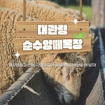 대관령 순수양떼목장 입장권 및 체험 정보 - KKday 대관령 순수양떼목장 입장권 및 체험 정보