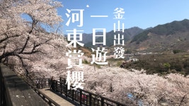 부산 벚꽃구경｜대주비경 삼락생태공원 벚꽃터널 해운대 일일투어 - KKday 부산 벚꽃구경｜대주비경 삼락생태공원 벚꽃터널 해운대 일일투어