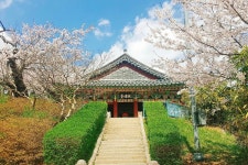 [2020 벚꽃 시즌] 한국 벚꽃 2일 투어｜강릉 경포대 벚꽃축제... 한국 벚꽃 2일 투어｜강릉 경포대 벚꽃축제, 청풍호반 벚꽃길, 청주 우신천