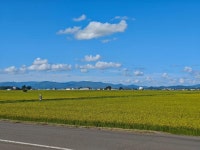 삿포로 출발 | 우에노 농장 + 이국적인 수종이 있는 미혼린 숲 | 정원 같은 농장 & 고요한 북유럽 숲 | 소규모 그룹 (6~9명) | 중국어 가능 운전기사... 