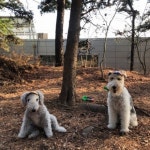 다솜(DASOM) 팔레트스냅백 _강아지모자 애견스냅백 - 후기 | 무신사