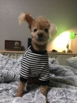 쁘띠몽드(PETIT MONDE) 스트라이프 크롭 맨투맨 티셔츠 블랙 - 25,000 | 무신사 스토어