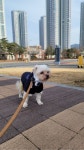 예일(YALE) 2 TONE ARCH DOGGY HOODIE SLEEVELESS NAVY / ROYAL BLUE - 25,600 | 무신사 스토어