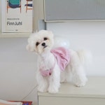 헤이버디(HEY BUDDY) 컬러 버블 탑 _ 인디핑크 - 38,000 | 무신사 스토어