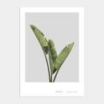 멜팅스튜디오(MELTING STUDIO) 북유럽 액자 인테리어 포스터 / 001번 바나나리프 - 5,900 | 무신사 스토어
