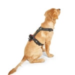 니즈더펫(NEEDS THE PET) 인터라켄 어스텍 H형 끈 강아지 하네스 - 후기 | 무신사