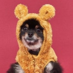 도그아이(DOGI) 강아지 곰후드 베스트 머스타드 - 후기 | 무신사