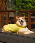 엔젤도그(ANGEL DOG) 개어리즘 강아지 쿨조끼 Mint - 후기 | 무신사