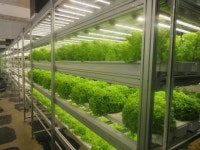 채소 | 기타 갤러리 - 무신사