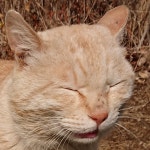 챔피온(CHAMPION) H0546 테리 헤어밴드 TERRY HEADBAND-BLACK/WHITE/SILVER STONE - 19,800원 | 무신사 스토어