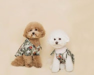 내 강아지를 위한 하와이안 셔츠! 트로이스포인트(Trois Point)의 반려동물 서머 스타일 | 무신사 내 강아지를 위한 하와이안 셔츠!... 