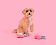 반려동물도 좋아해요! | 무신사 반려동물도 좋아해요!