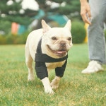 슬기로운 반려생활을 위한 인기 펫케어 아이템 | 무신사 슬기로운 반려생활을 위한 인기 펫케어 아이템