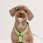 산책에 진심인 댕댕이들을 위한 산책용품 기획전 | 무신사 산책에 진심인 댕댕이들을 위한 산책용품 기획전