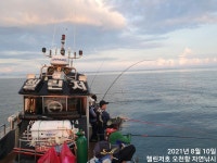 찌낚시조황 - 08/10 첼린저호 참돔 오늘도 마릿수 쏟아진다 ~!!!!