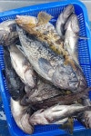 (西)서해조황 - 5월19일 오천항마운틴호ㅡㅡㅡ서해바다우럭배낚시ㅡㅡ조황소식