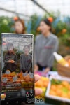 [포토] 농협유통, 제주서 라이브커머스·감귤수확 봉사활동 실시 | Save Internet 뉴데일리 [포토] 농협유통, 제주서 라이브커머스·감귤수확... 