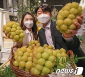 가생이닷컴>커뮤니티 > 잡담 게시판 > 샤인머스캣은 가라~
