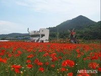 하동군 북천면, 꽃 양귀비 개화 시작