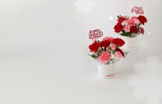 스노우폭스플라워로 선물하는 마음 기획전 상세 | 올리브영 스노우폭스플라워로 선물하는 마음