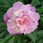 올리브영 온라인몰 다힘