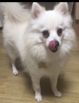 올리브영 온라인몰 퐁이언니