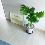 올리브영 온라인몰 momogreenplus