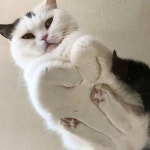 올리브영 온라인몰 루나냥
