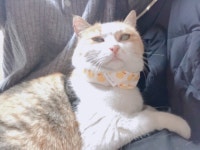 올리브영 온라인몰 영롱