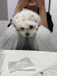 올리브영 온라인몰 베링임모