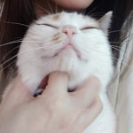 올리브영 온라인몰 슬기로운집사생활