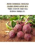 국내산 비트 제주 레드비트 산지직송 10kg | 돈버는 쇼핑 도매꾹 [도매꾹] 국내산 비트 제주 레드비트 산지직송 10kg