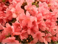 올림푸스 | Olympus SZ-20 - 팝코넷 | 디지털카메라 리뷰 올림푸스 | Olympus SZ-20