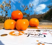 [부동산114] [직거래] 토지 매매 경상남도 김해시 한림면 344, 344-1, 산123번지, 산126번지 지분 150평 11억