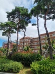 부동산 빅데이터, 부동산114 [부동산114] [아파트] 연제롯데캐슬&데시앙 105동 전세 희망가격 37,000만원