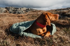1stdogcafe: 핀란드의 독 브랜드・침낭 침낭 S사이즈(직경 50 cm) 소형견용 | 라쿠텐 일본 1stdogcafe: 핀란드의 독 브랜드・침낭 침낭... 