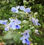 chigusa: 쿠레로덴드룸모종 블루 윙 3호 모종 | 라쿠텐 일본 chigusa: 쿠레로덴드룸모종 블루 윙 3호 모종