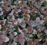 chigusa: リシマキア 미드나잇 썬 포트 묘 3 호 묘 | 라쿠텐 일본 Item Page