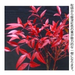 hanagokoro-bonsai: 분재 당일 출하 수령 3년 남쪽 하늘태옥미니 분재 2개 서 연간 통해 꽃과 열매를 즐길 수 있는 남쪽 하늘 고래부터의... 