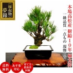 날 모던 분재 분재 기프트 | 라쿠텐 일본 hanagokoro-bonsai: 분재 라쿠텐 1위 수상금마츠키령 10 연별격극태간의 몽금W선물 특전 개운송분재... 