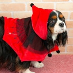 iDog and iCat: iDog 거미의 둥지 케이프아이좃그 | 라쿠텐 일본