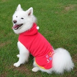 iDog and iCat: iDog 중대형견용 스마이르로고후리스파카아이좃그 | 라쿠텐 일본