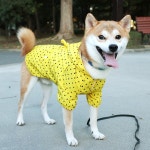 iDog and iCat: iDog 좃트레인코트아이좃그 | 라쿠텐 일본 iDog and iCat: iDog 좃트레인코트아이좃그