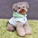iDog and iCat: iDog 보더도 거적개후드파카아이좃그 | 라쿠텐 일본
