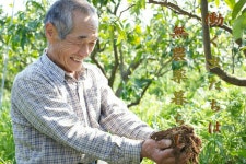 marudake: 사 또 농장 유기농 주황 감로 (무 농약 자연 농 법, 유기농) 3 개 | 라쿠텐 일본